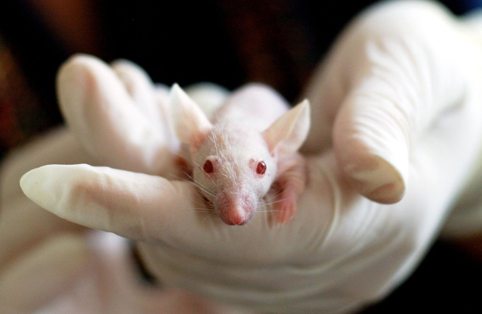 A stock image of a mouse being used for research.