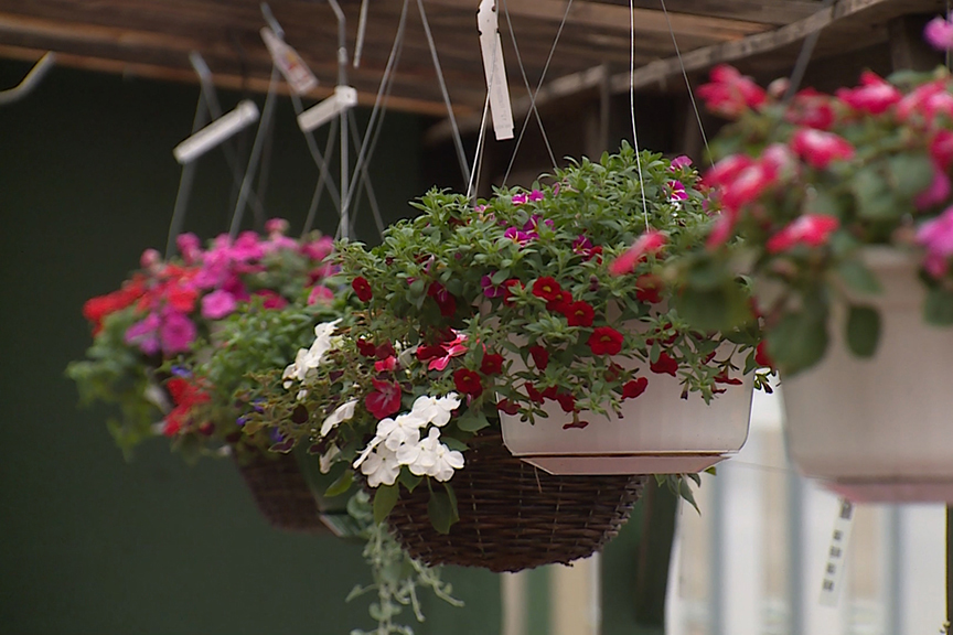 Hanging flower baskets at Mays Greenhouse in Bloomington.