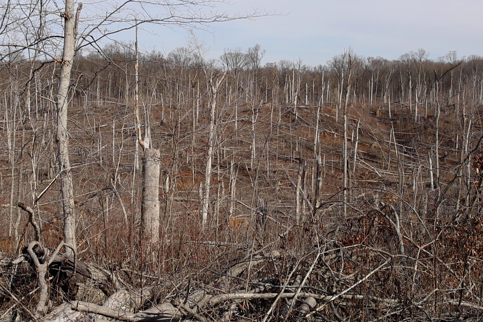 Tornado damage at McCormick's Creek State Park.