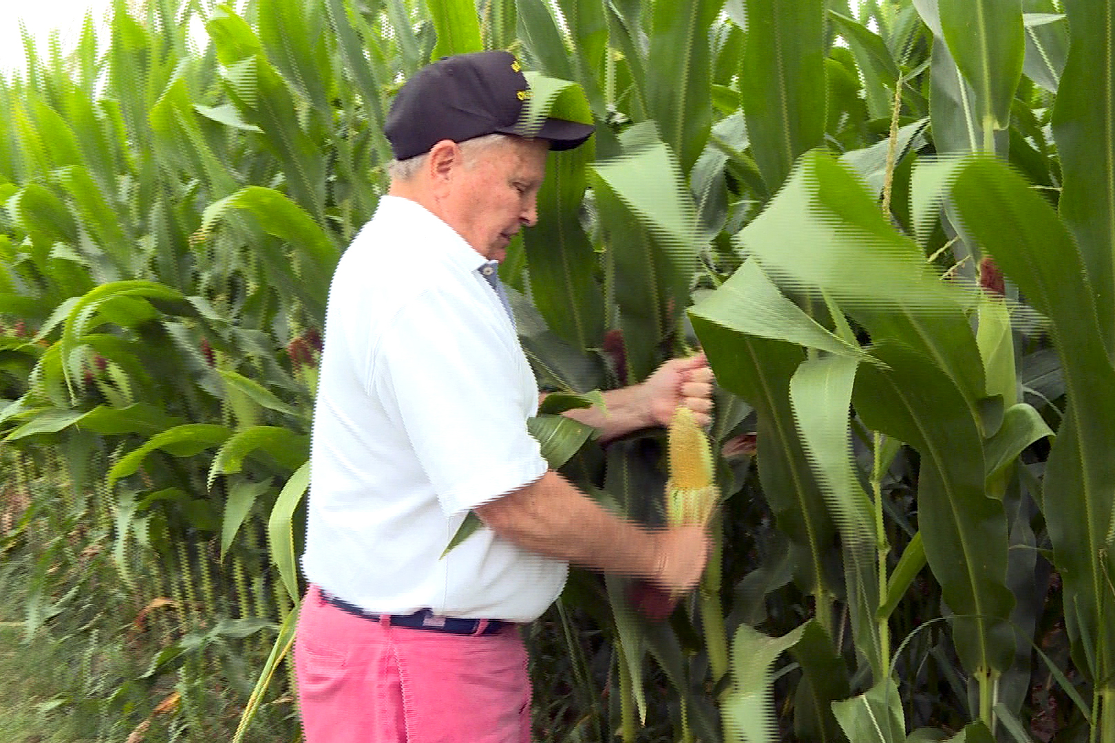 Miers examines an ear of corn in one of his fields.