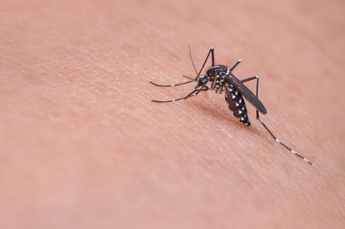 A stock image of a mosquito.