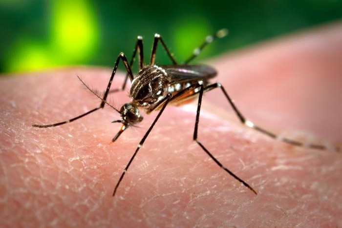 West Nile virus, discovered in Monroe County, Indiana, joins the CDC’s efforts against the disease.news