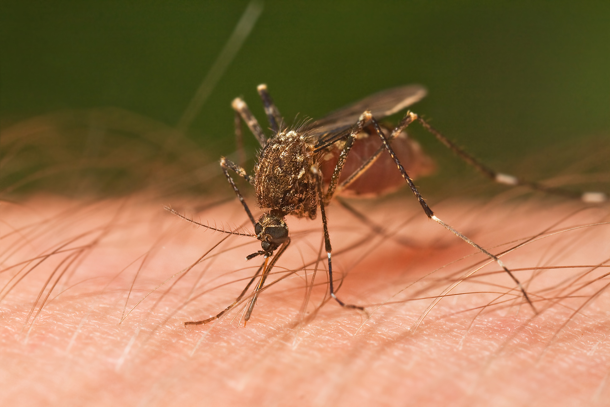 mosquito_tasmania.jpg