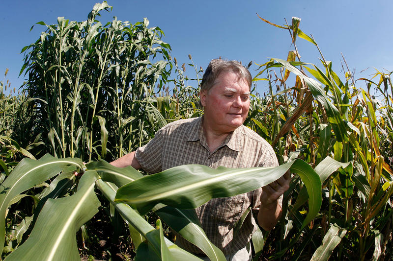 Nick Carpita in corn field