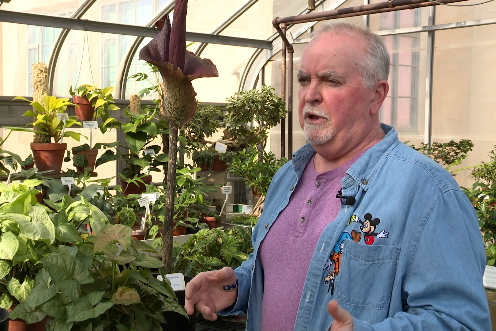 Greenhouse supervisor John Leichter talks about the Amorphophallus Konjac orchid, better known as the Devil’s Tongue.