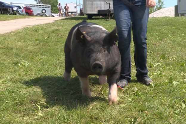 pig at the fair