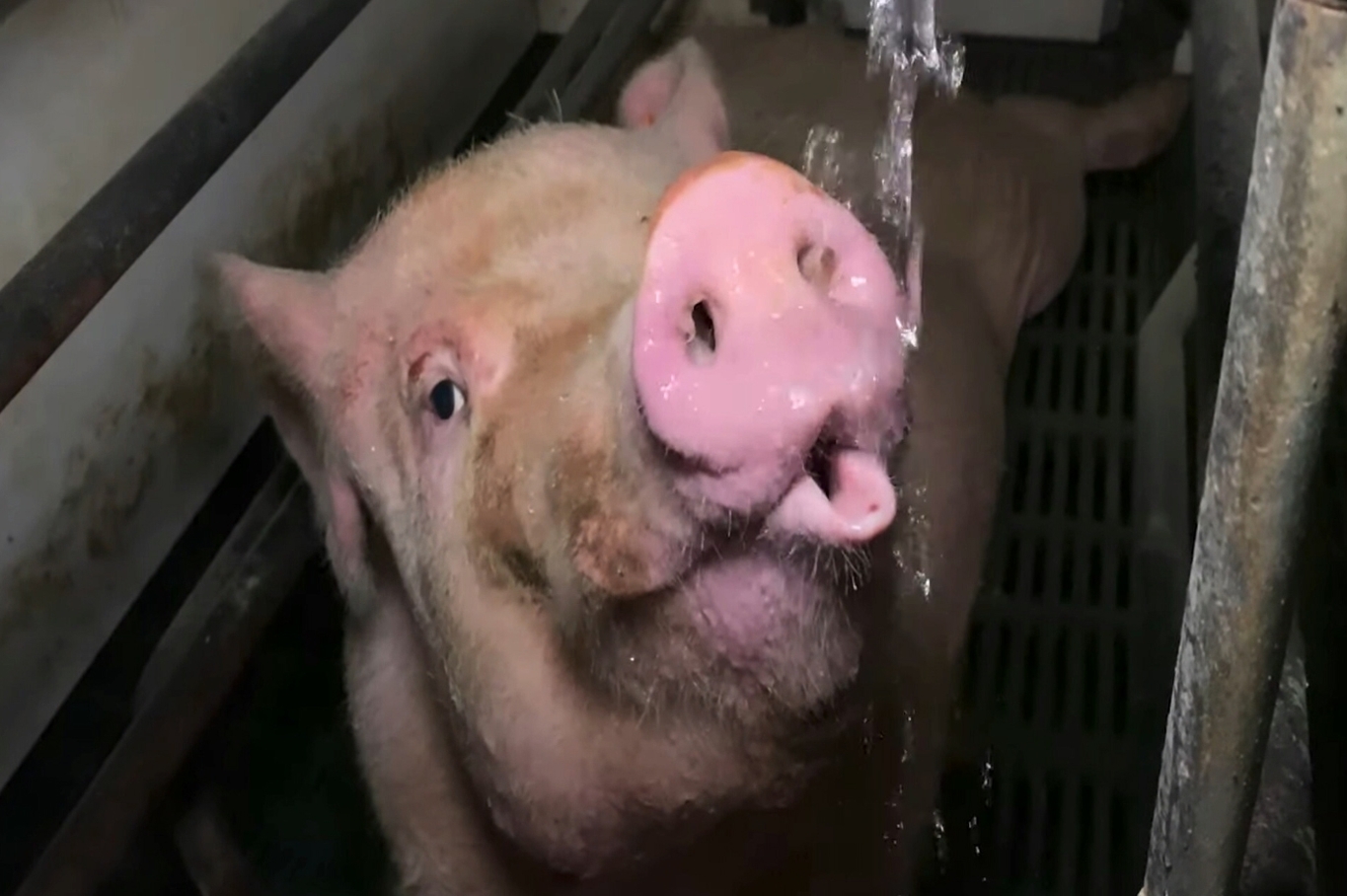 A pig pictured in a video shot by PETA