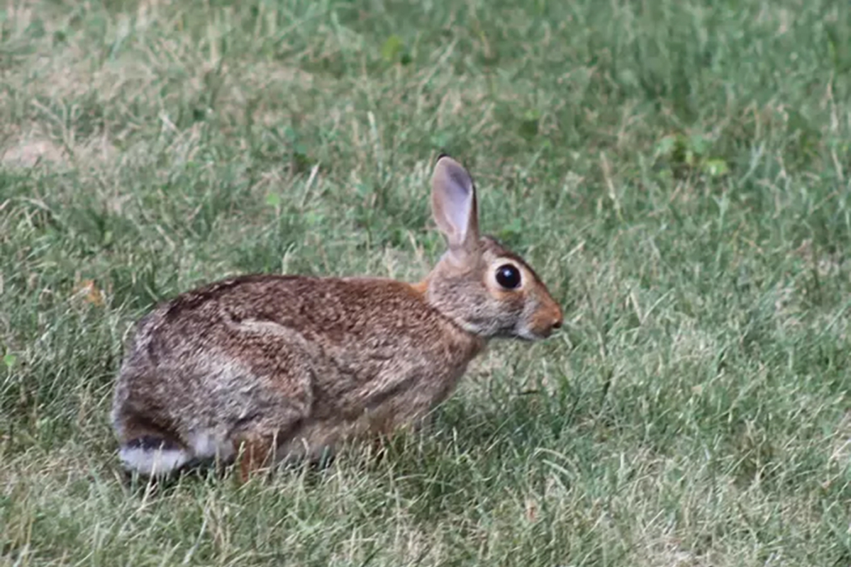 DNR confirms 'rabbit fever' in Tippecanoe County | news - Indiana ...