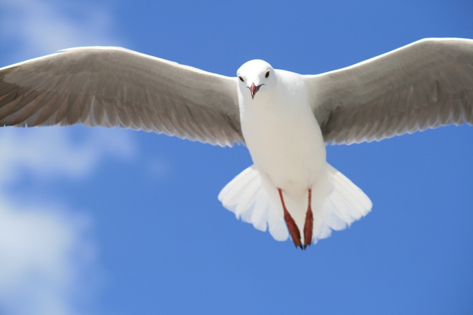 A stock image of a seagull.