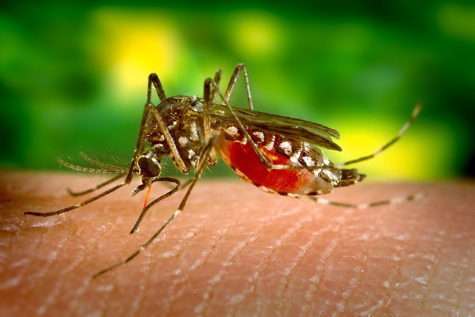 A mosquito biting a human.