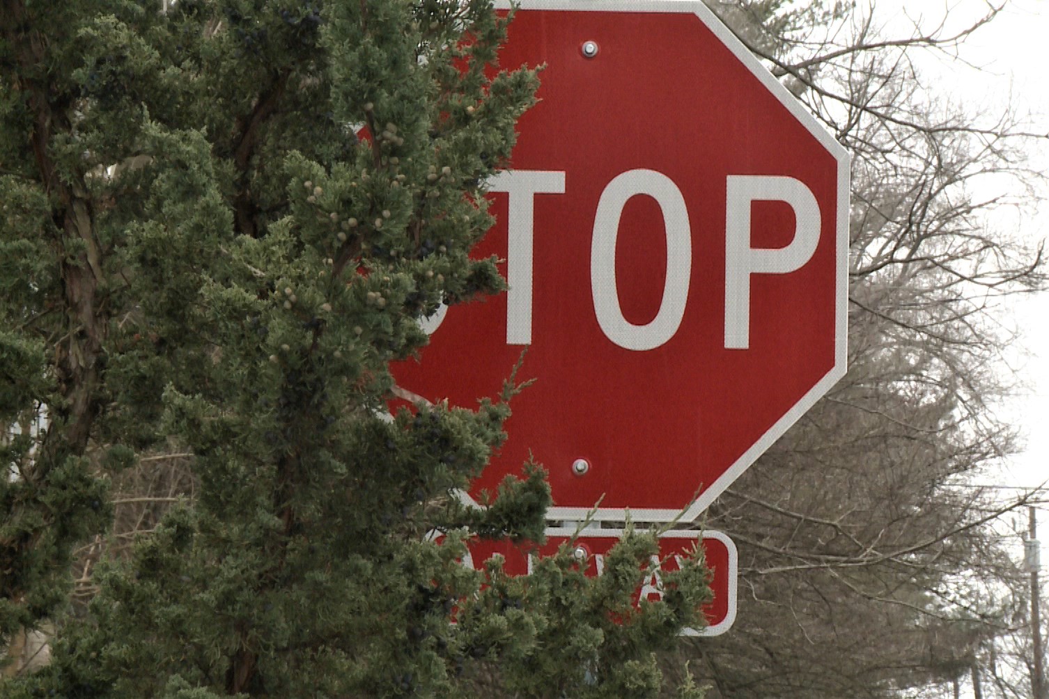 A stop sign in Bloomington partially obscured by  tree branches.