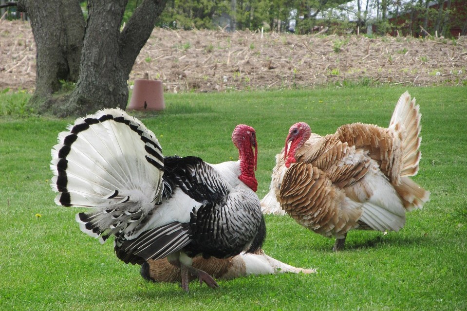 A stock photo of two turkeys.