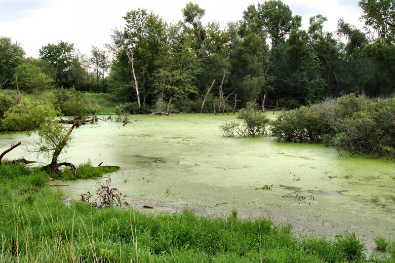 A small wetland in Marshall County, 2005.