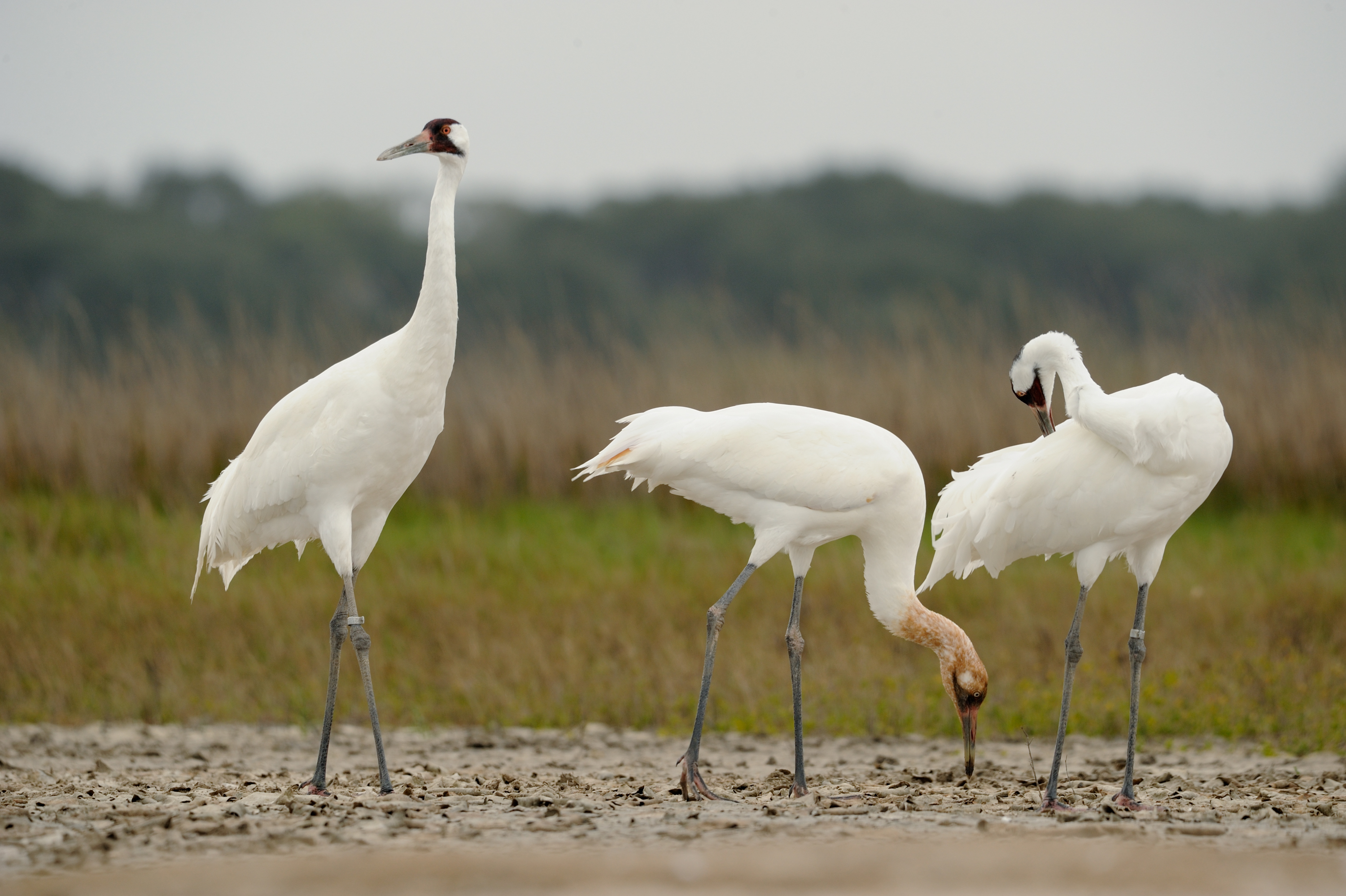 A whooping crane family in their wintering grounds at Aransas National Wildlife Refuge in Texas.