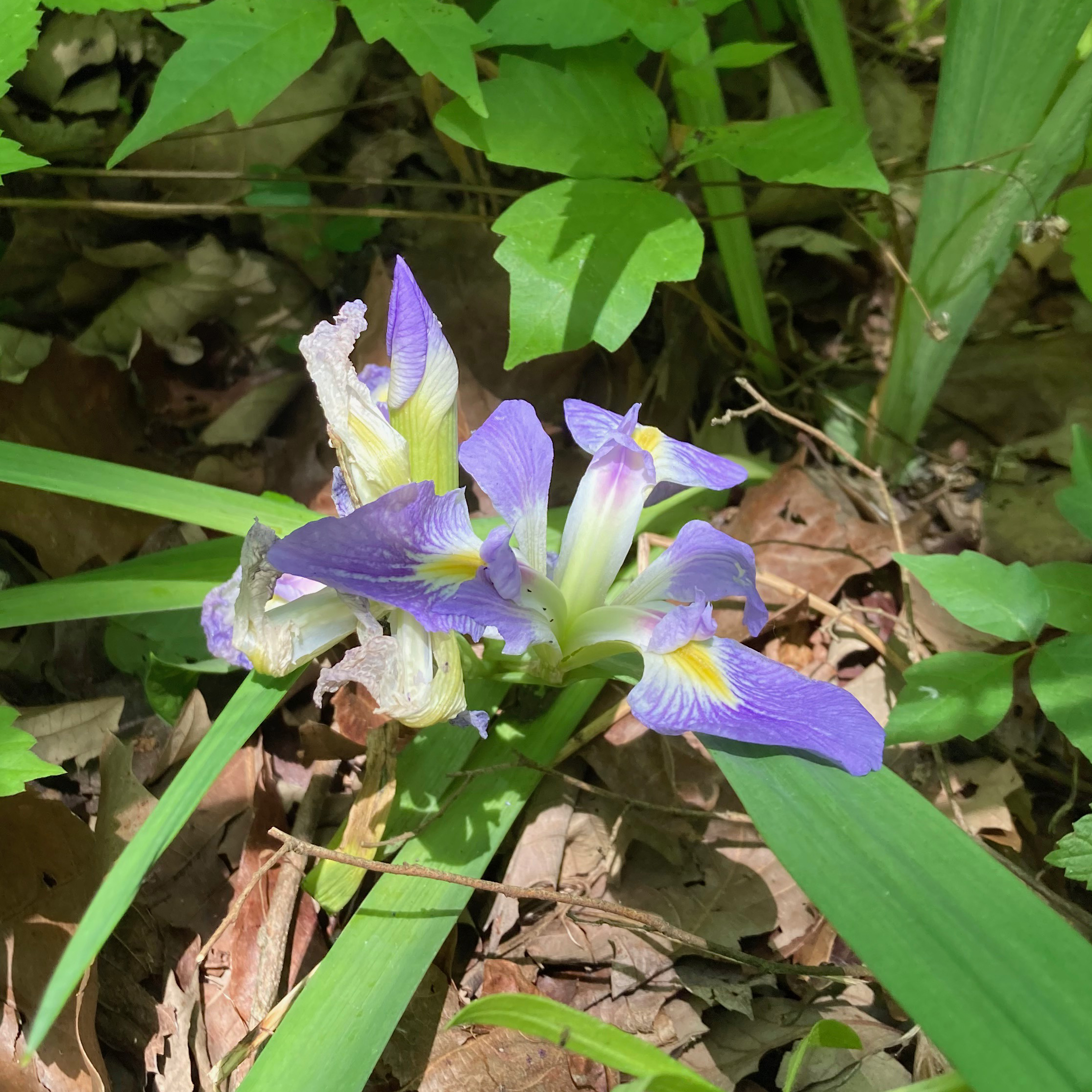 zigzag iris