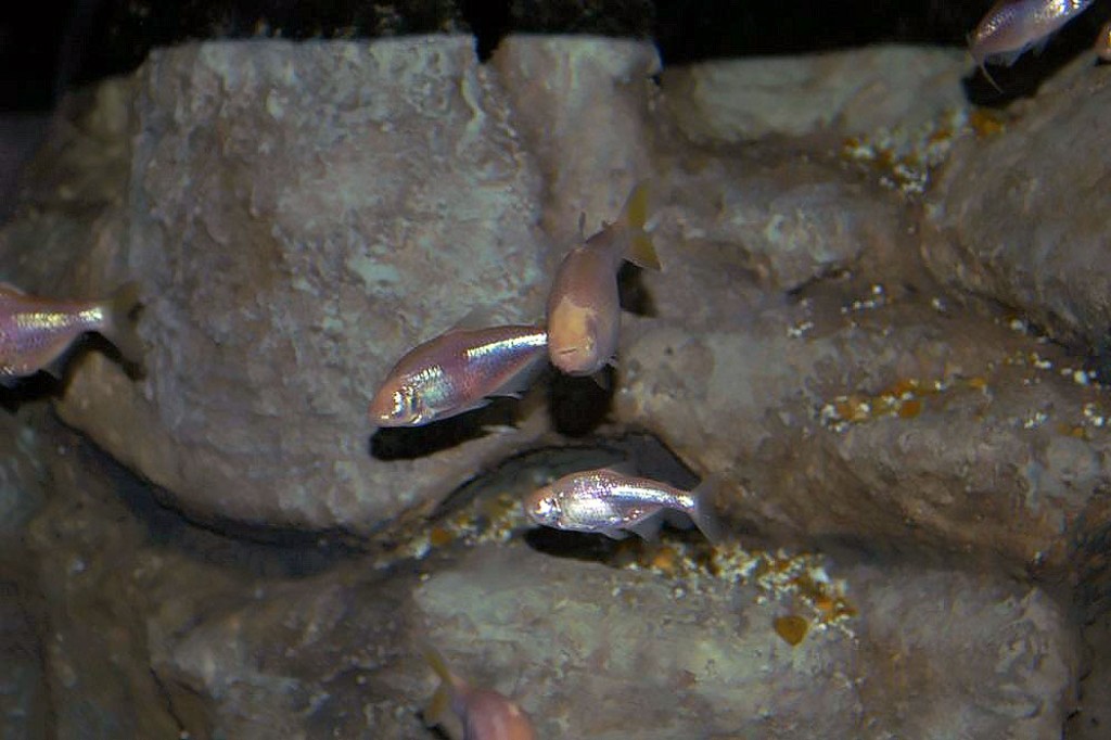 Blind cave fish.