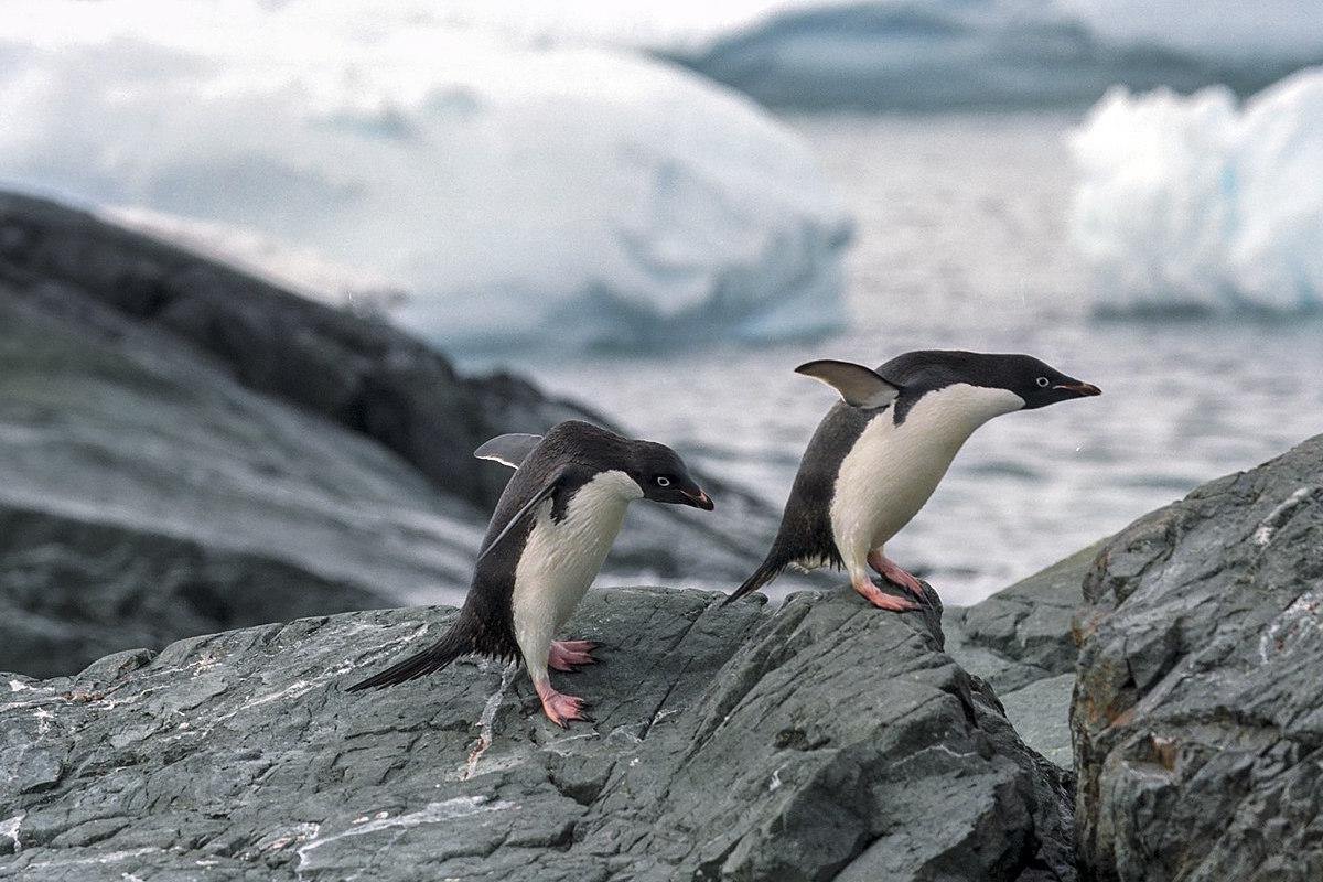 Where Did Penguins Come From? | A Moment of Science - Indiana Public Media