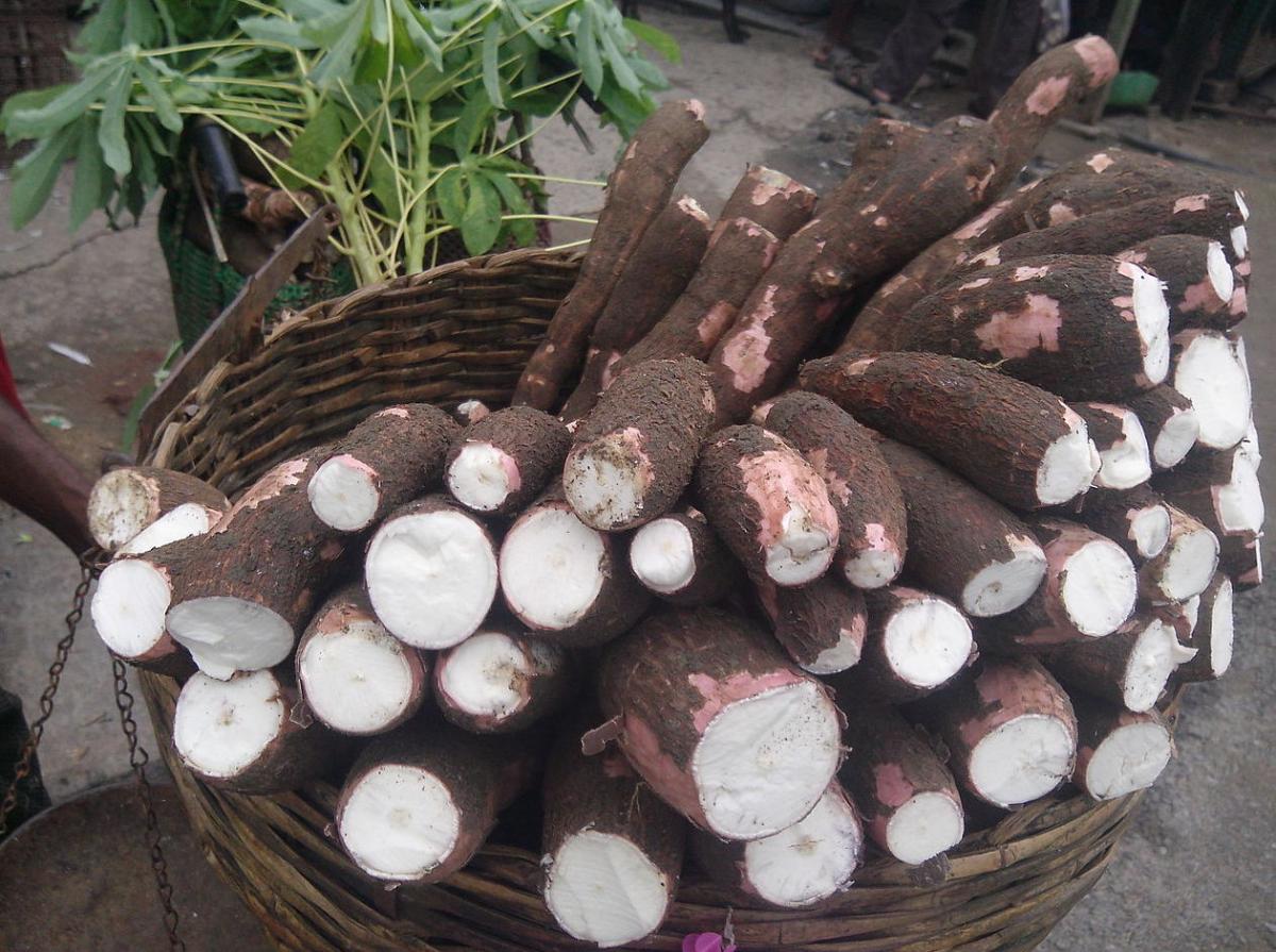 Cassava root