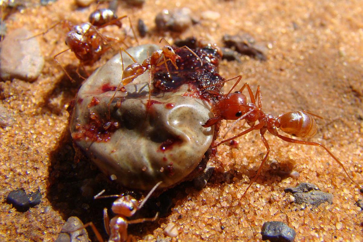 desert ants