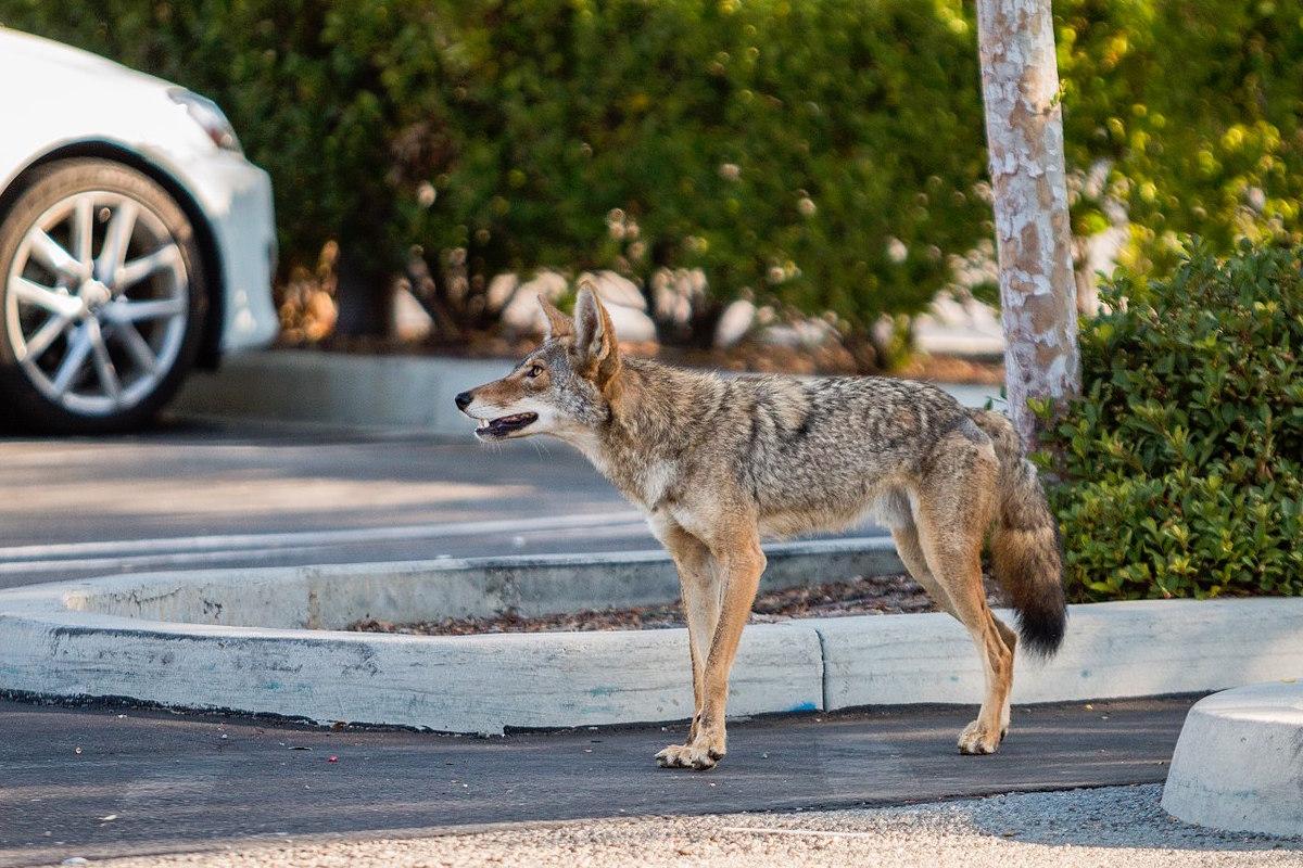 A coyote in a parking lot.