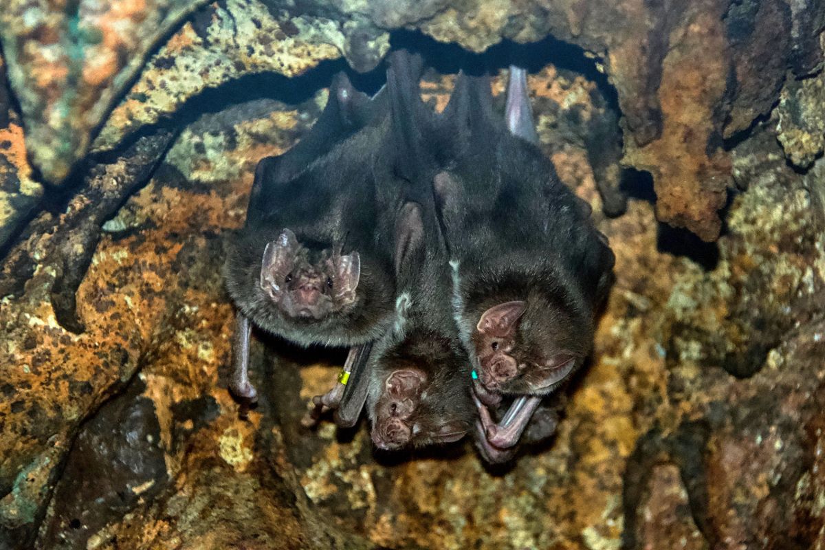 Three vampire bats hanging from the ceiling of a cave