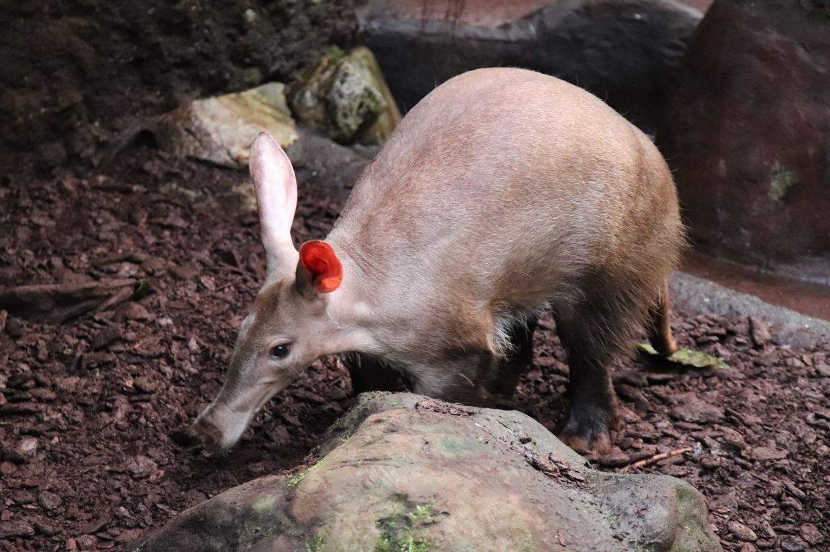 An aardvark with light hair on a mulch ground