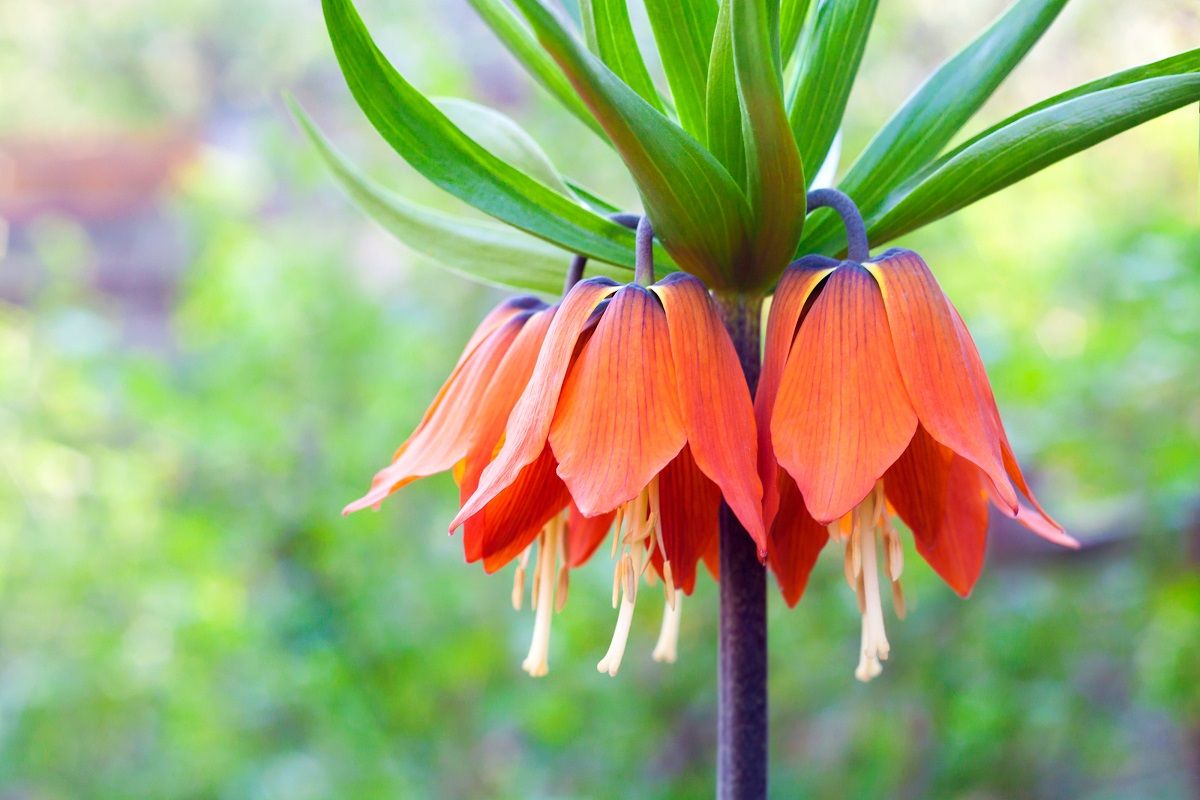 Kaiser's crown (Fritillaria imperialis) flower closeup