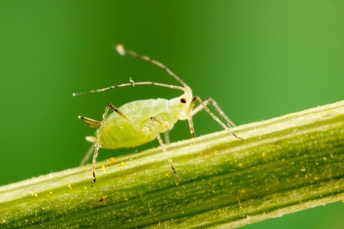 Aphid