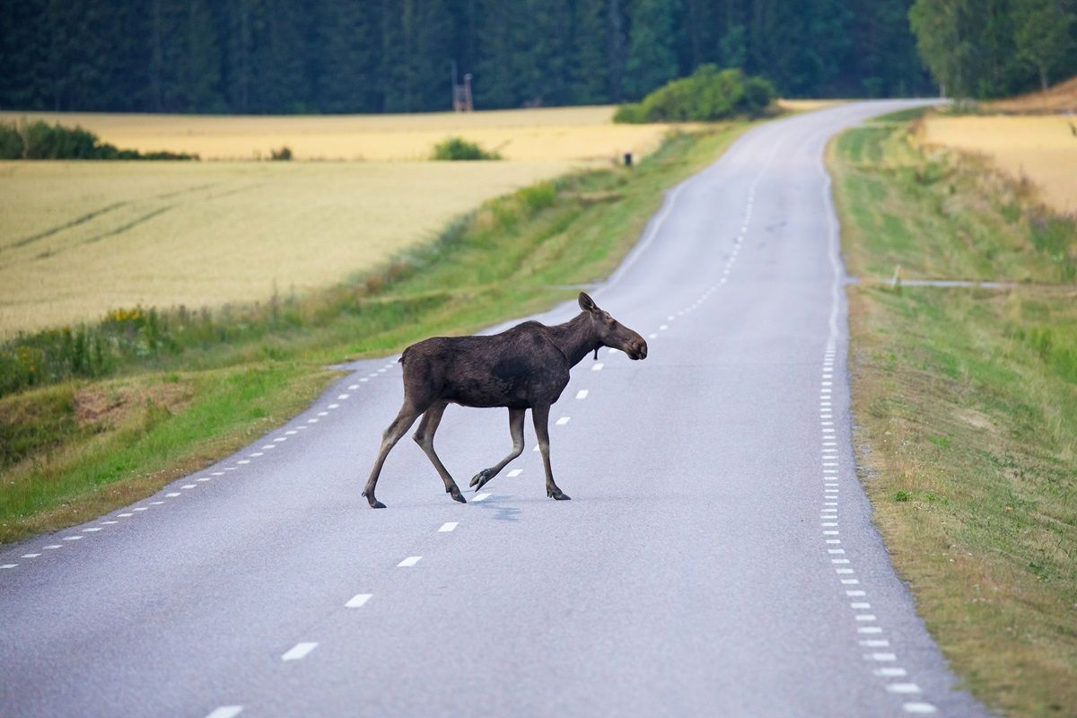 Female moose crossing the road