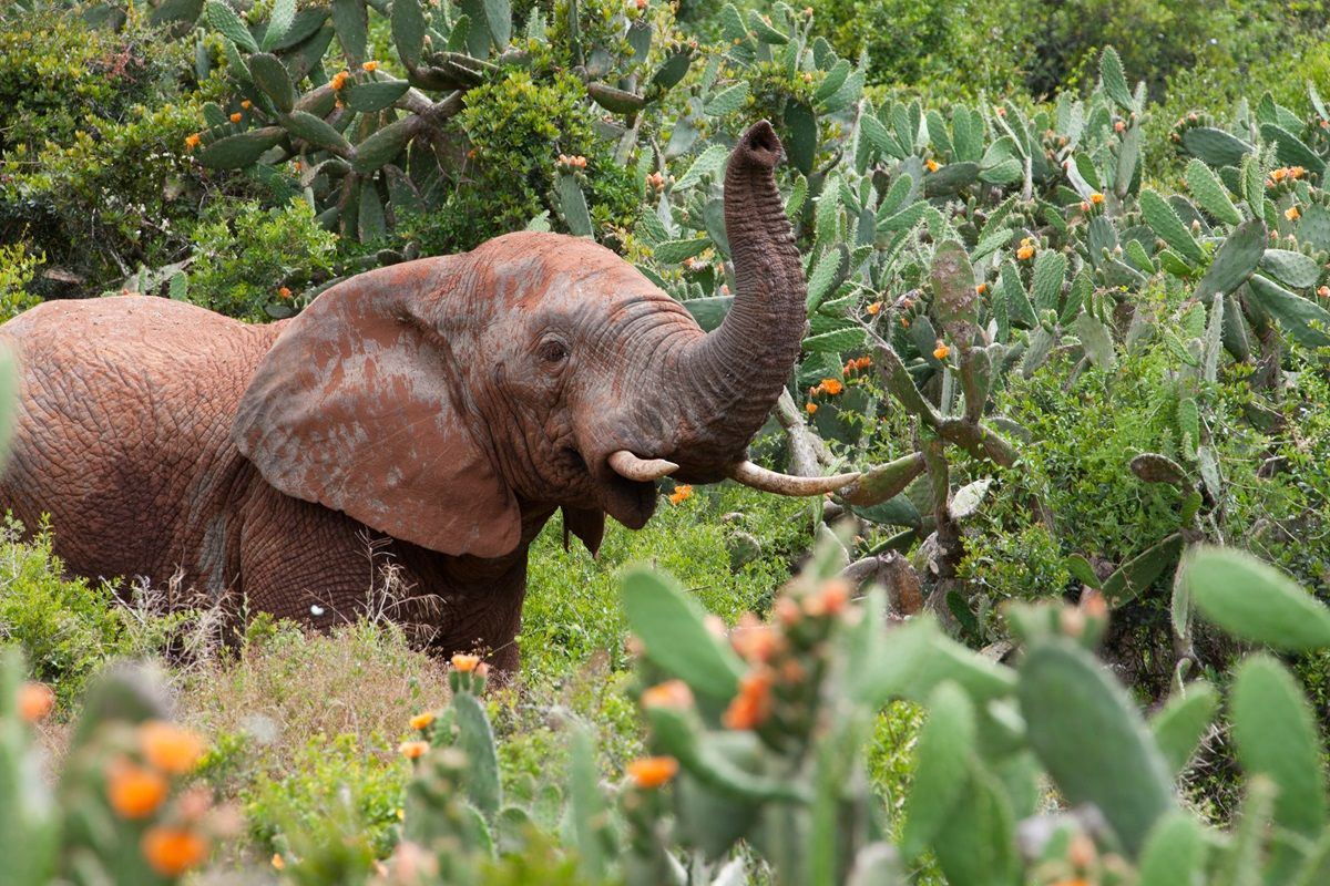 Male elephant