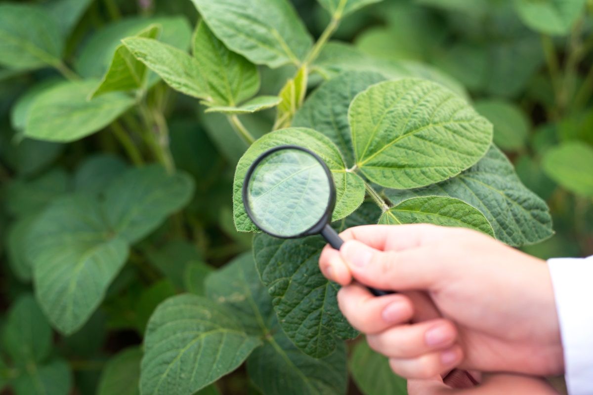 Soy leaf inspection