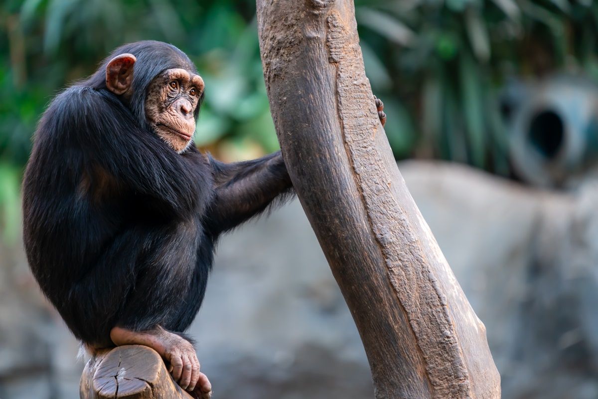 Thoughtful Chimpanzee