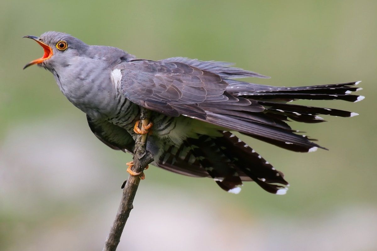 The Common Cuckoo
