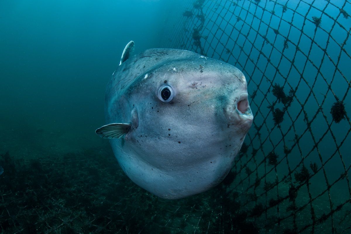 Mola Swimming Underwater in Fish Net
