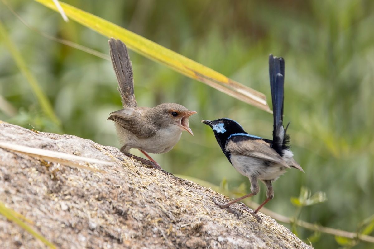 Superb Fairy Wren