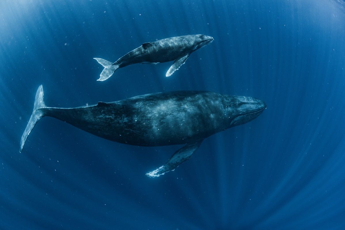 Humpback whale
