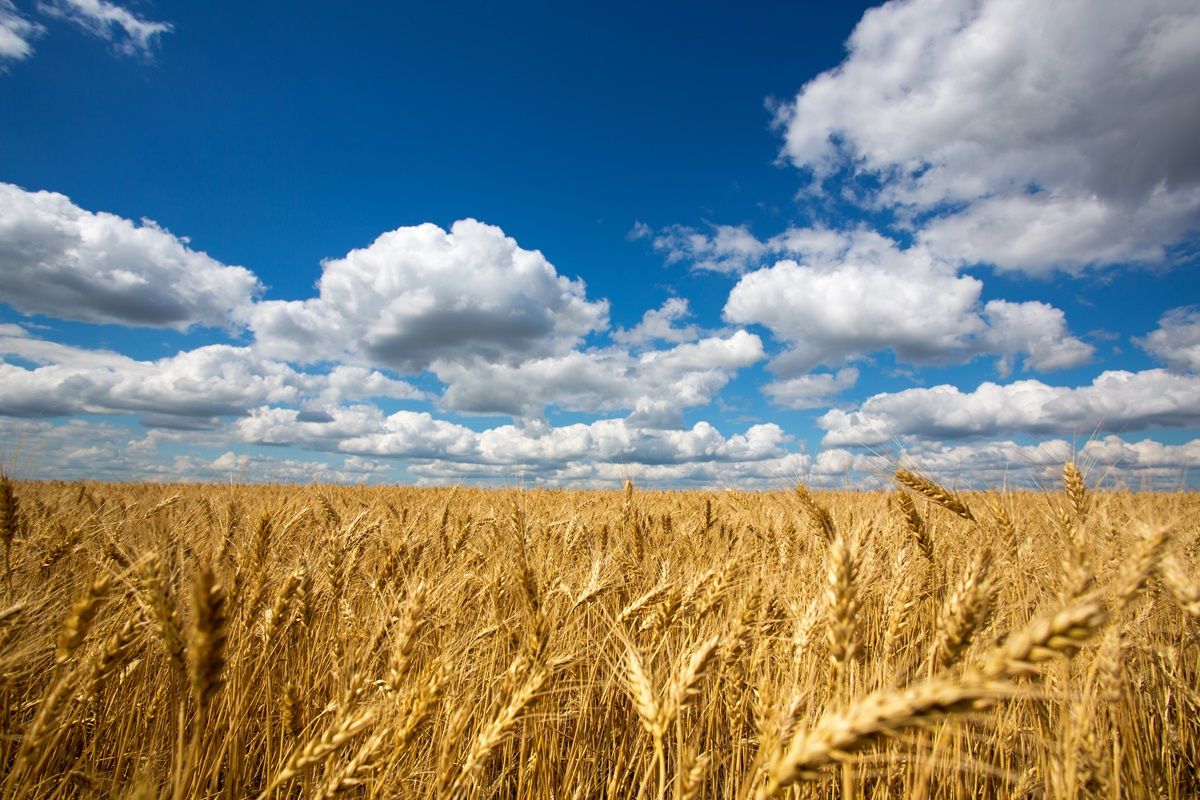 Field of Wheat