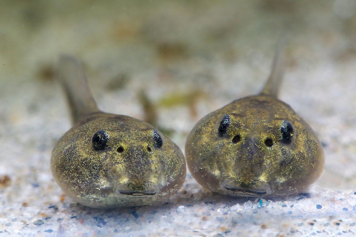 Two Common Water Frog Tadpoles