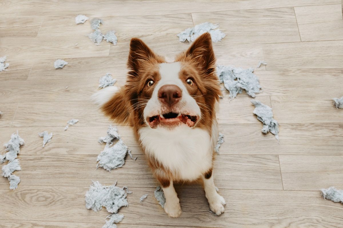 Border collie dog destroying a pillow on living romm with guilty expression