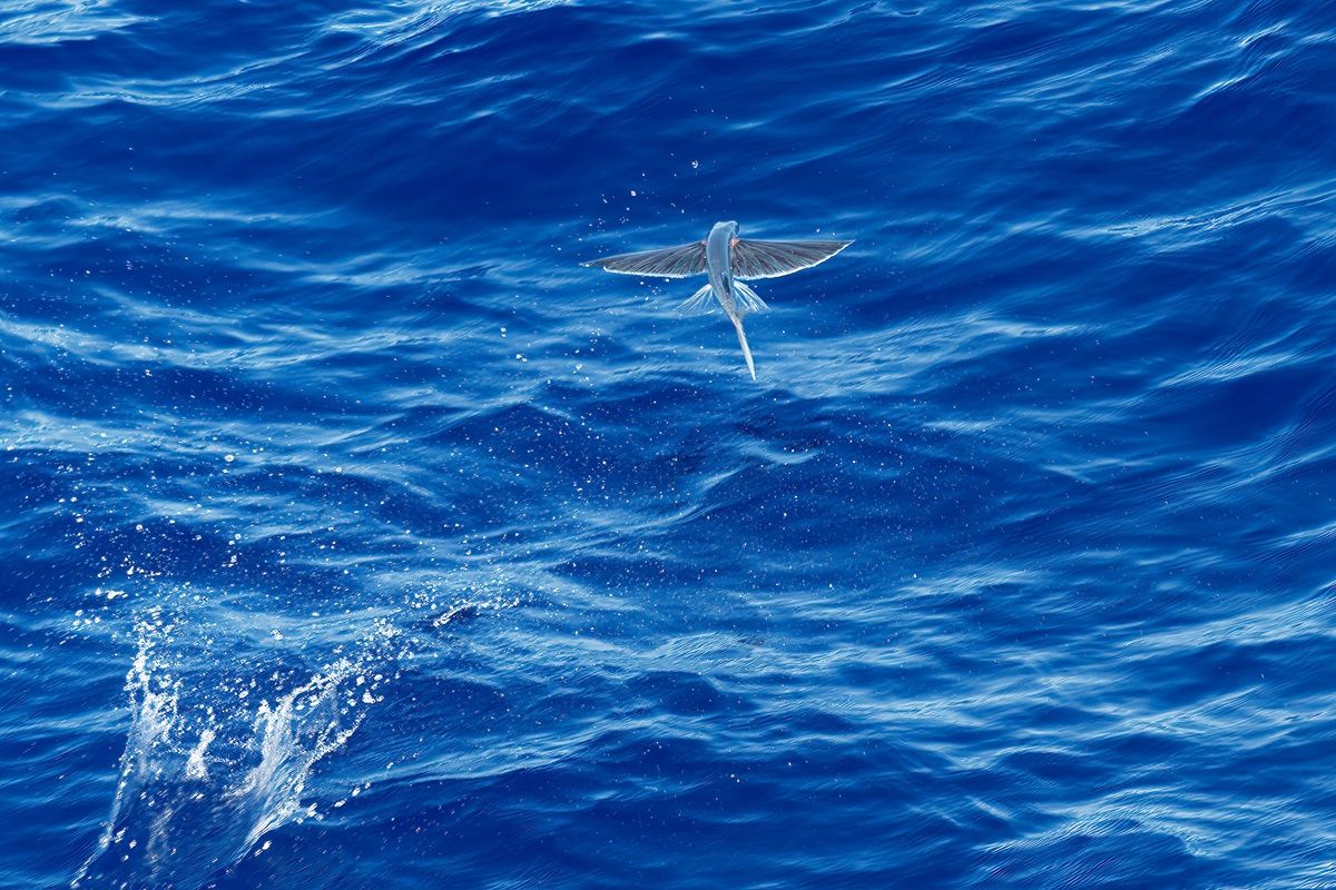 Flying Fish