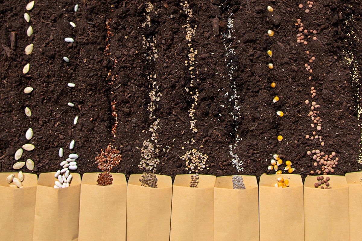 Seeds