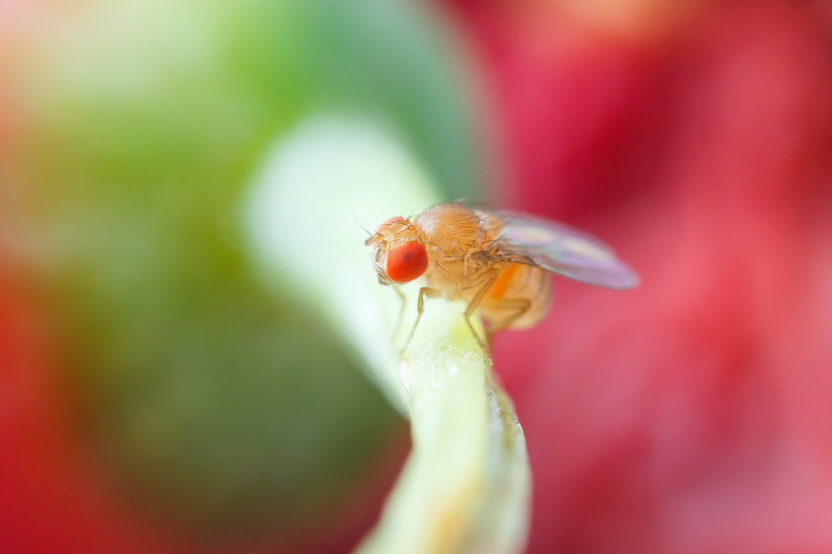 Fruit Fly