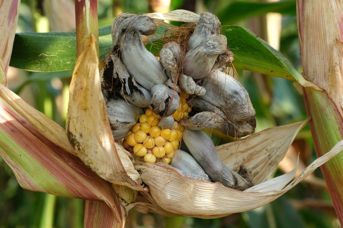 Corn Smut