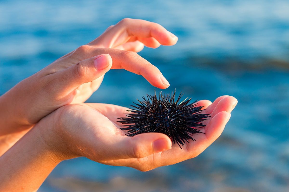 Sea urchin in woman's hand