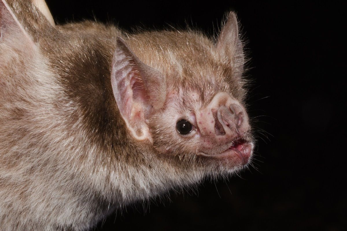 The common vampire bat (Desmodus rotundus)