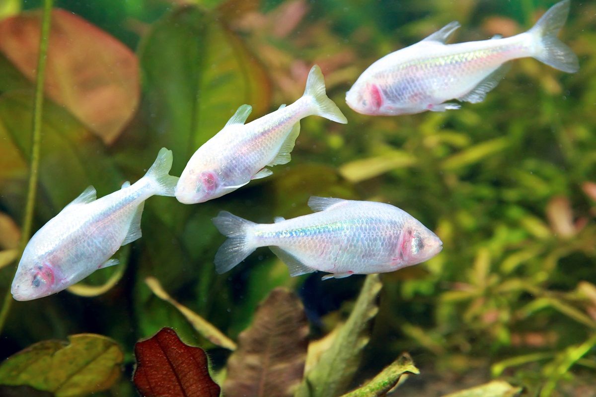 Blind Cave Fish or Mexican Tetra (Astyanax fasciatus mexicanus)