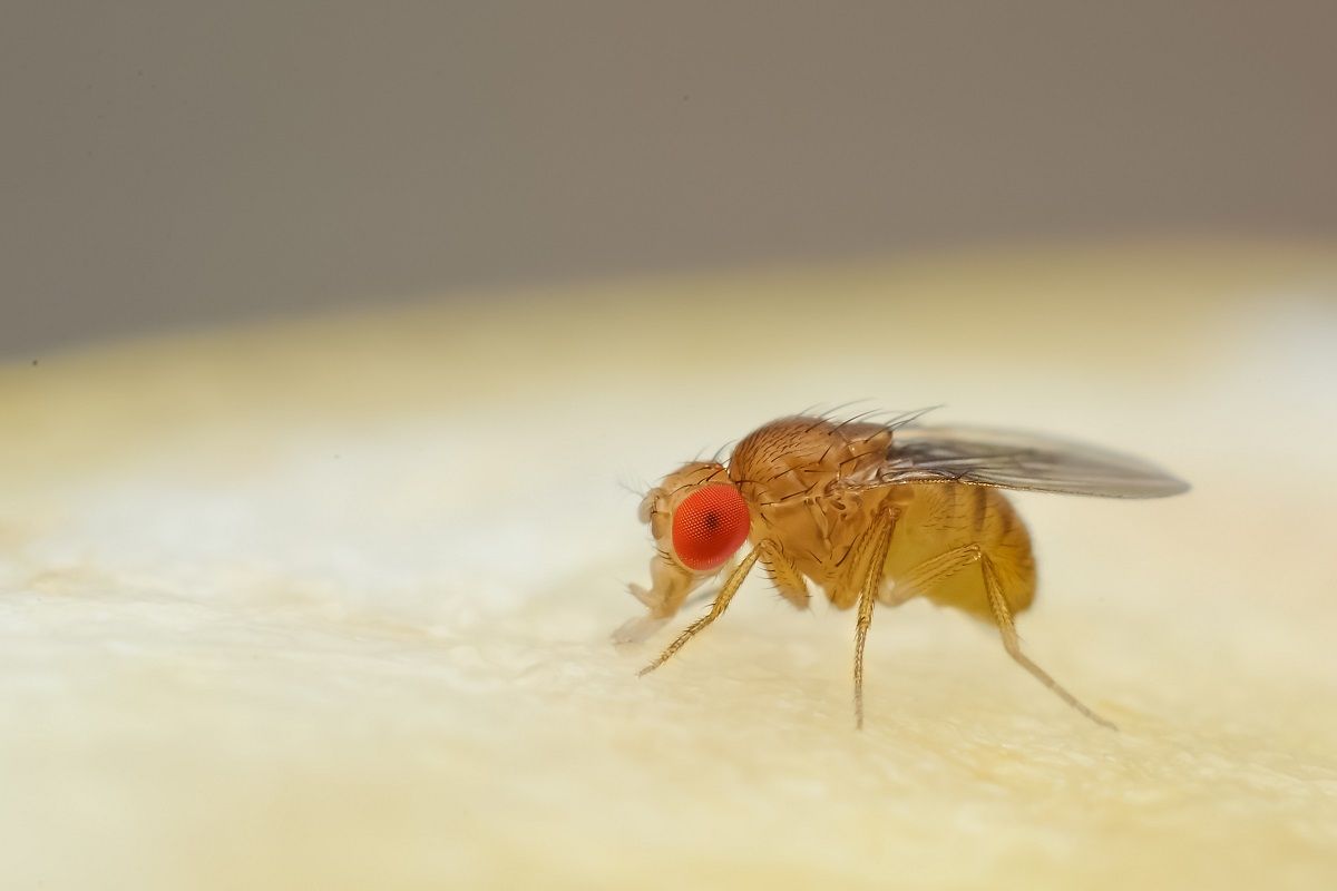 Fruit fly or vinegar fly (Drosophila melanogaster) on the surface of a banana