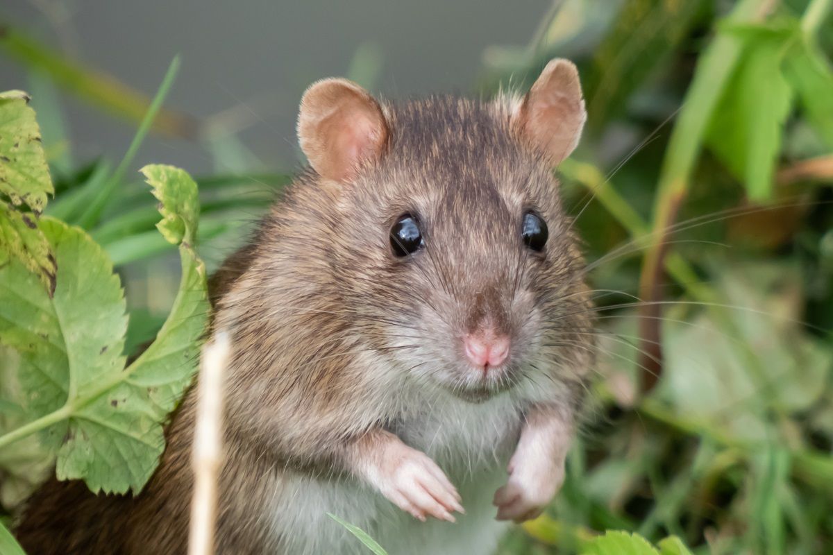 Rattus norvegicus
