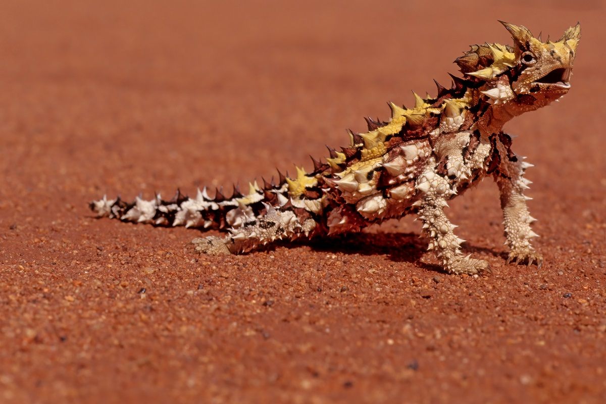 Thorny devil