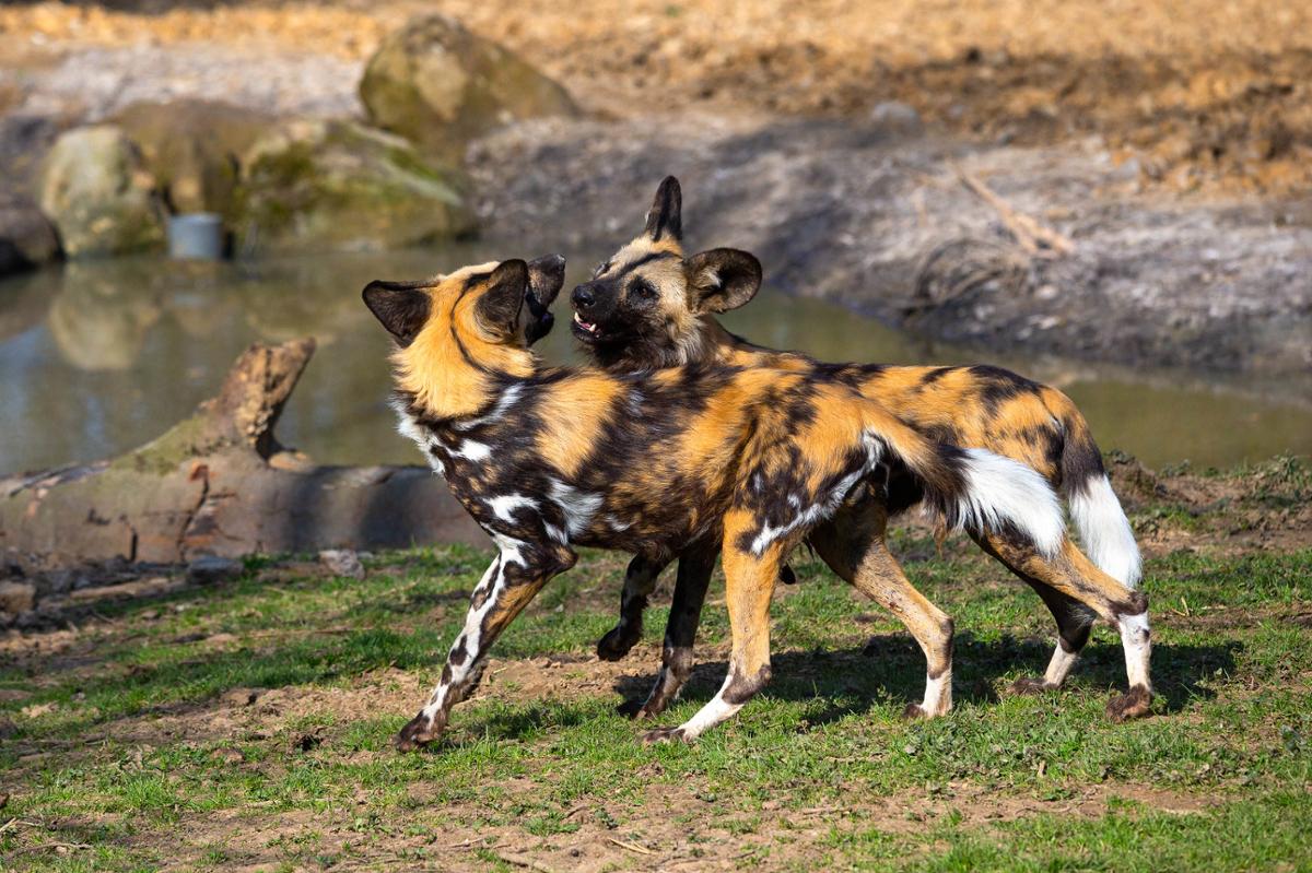 Two African Wild Dogs playing together